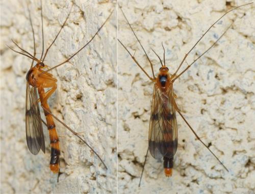 Réf. 139 956 : Leptomorphus walkeri
