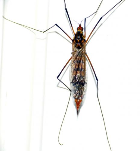 Réf. 139 118 : Nephrotoma crocata