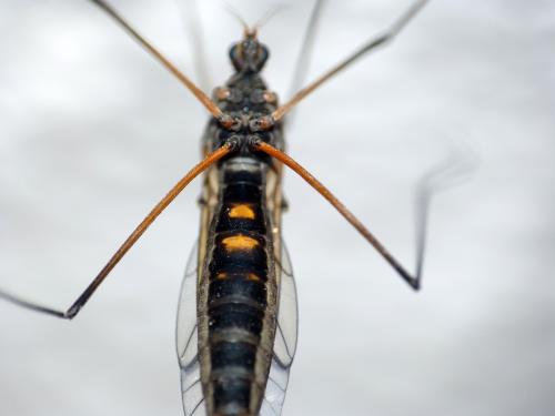 Nephrotoma crocata