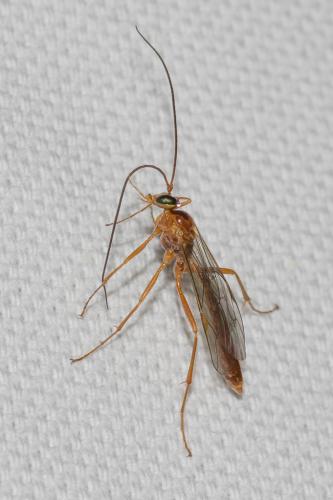 Réf. 139 678 : Netelia sp.