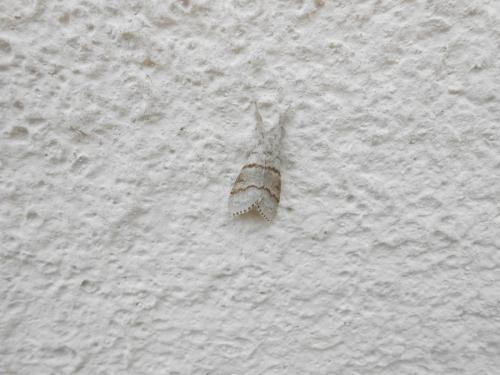 Réf. 139 945 : Calliteara pudibunda