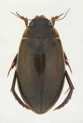 Réf. 139 273 : Colymbetes fuscus