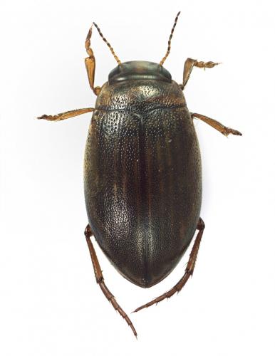 Réf. 139 452 : Hygrotus impressopunctatus