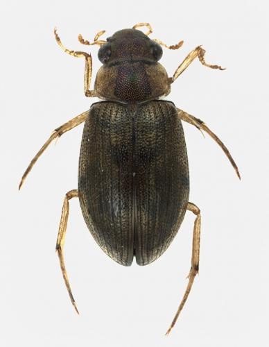 Berosus affinis