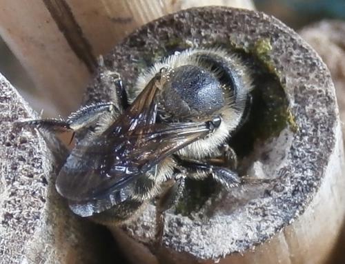 Osmia sp.