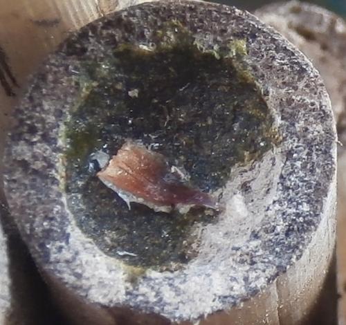 Osmia sp.