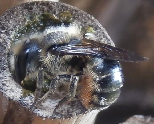 Osmia sp.