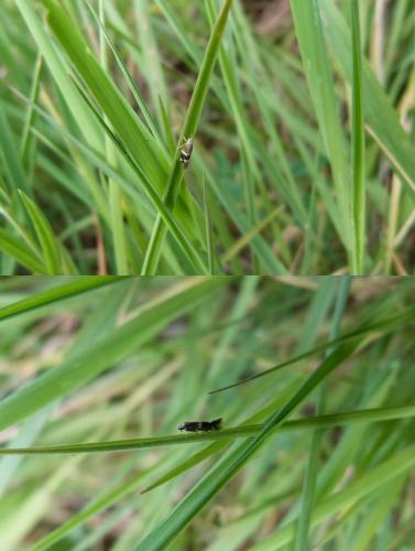 Elachista sp.