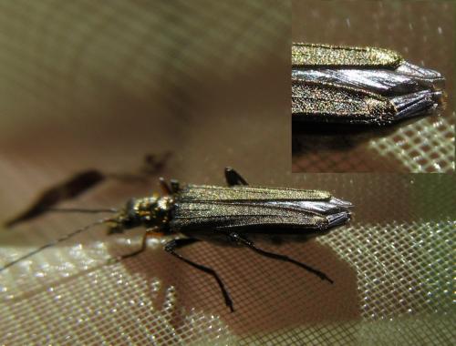 Oedemera flavipes