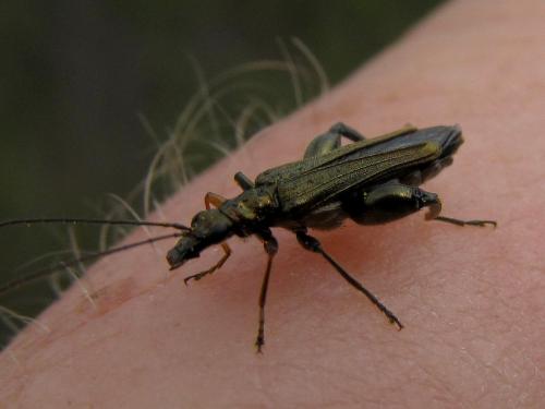 Oedemera flavipes