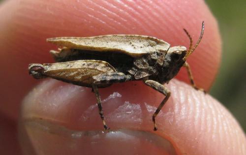 Tetrix undulata