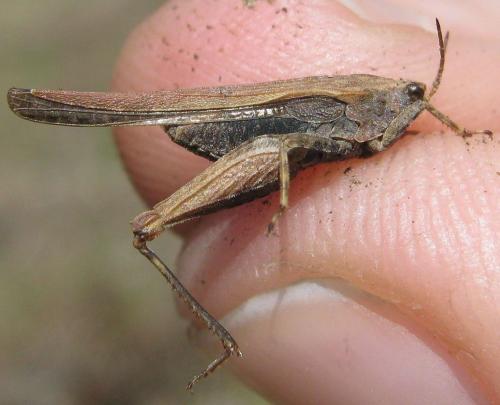 Tetrix subulata