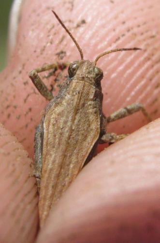 Tetrix subulata