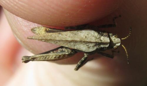 Tetrix undulata