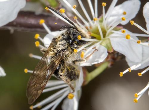 Réf. 139 097 : Andrena sp.
