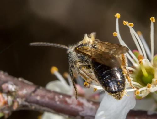 Réf. 139 098 : Andrena sp.