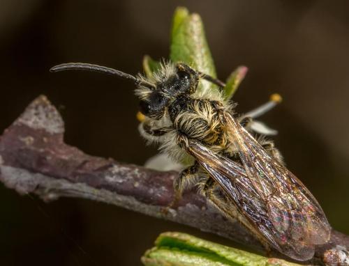 Réf. 139 099 : Andrena sp.