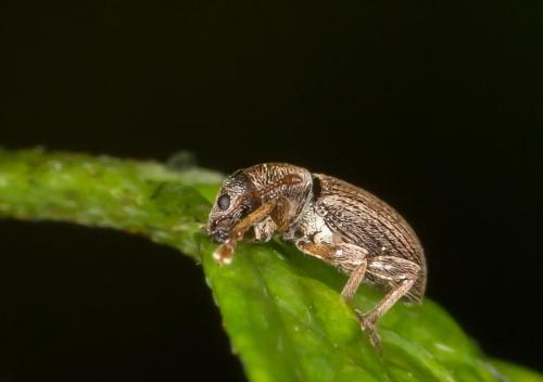 Réf. 139 169 : Polydrusus marginatus