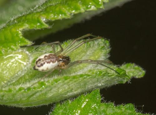 Neriene peltata