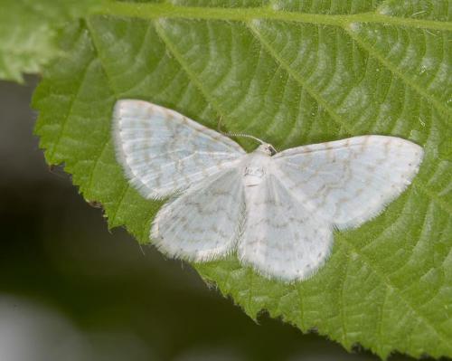 Réf. 139 217 : Asthena albulata