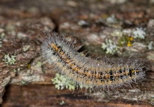 Lasiocampa trifolii
