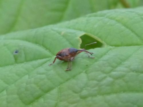 Curculio sp.