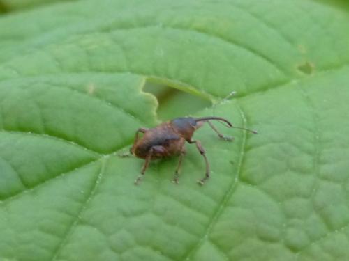 Curculio sp.