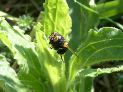 Réf. 139 864 : Mesembrina meridiana