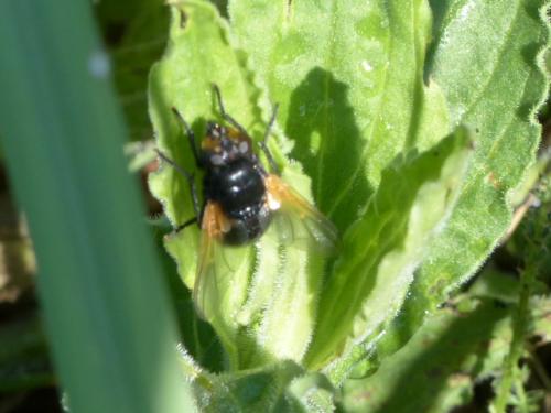 Mesembrina meridiana
