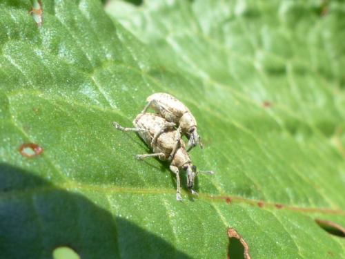 Réf. 139 594 : Hypera rumicis
