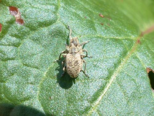 Réf. 139 595 : Hypera rumicis