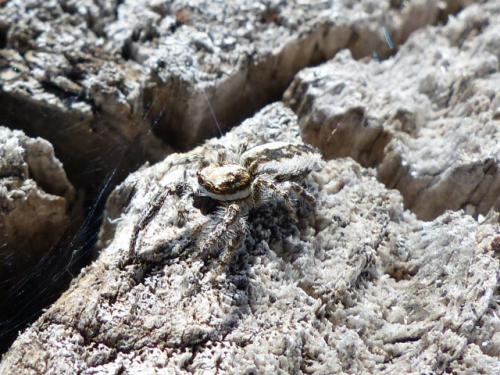 Pseudicius encarpatus