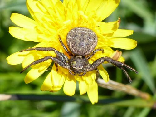 Réf. 139 966 : Xysticus sp.