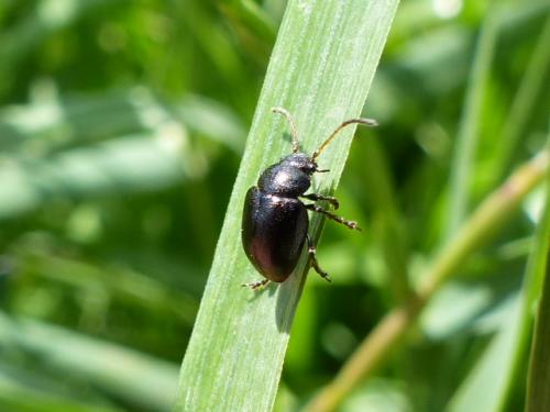 Réf. 139 967 : Colaspidema barbarum