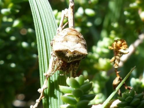 Gibbaranea bituberculata