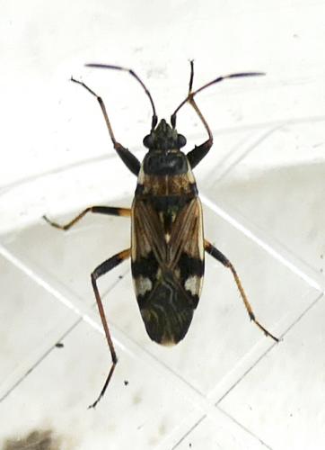 Beosus maritimus