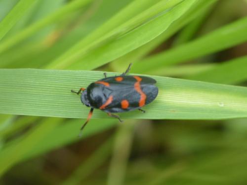 Réf. 139 726 : Cercopis intermedia