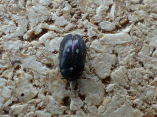 Attagenus pellio