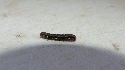 Eupsilia transversa