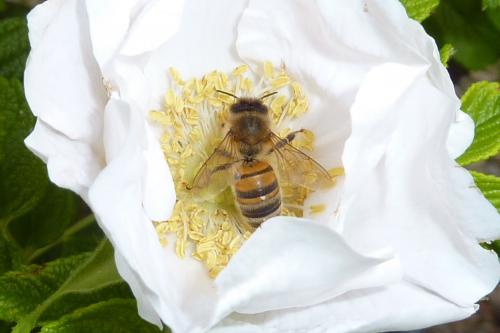 Apis mellifera