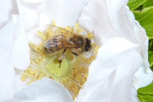 Apis mellifera