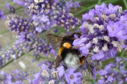 Bombus sp.