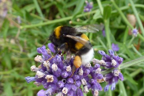Bombus sp.