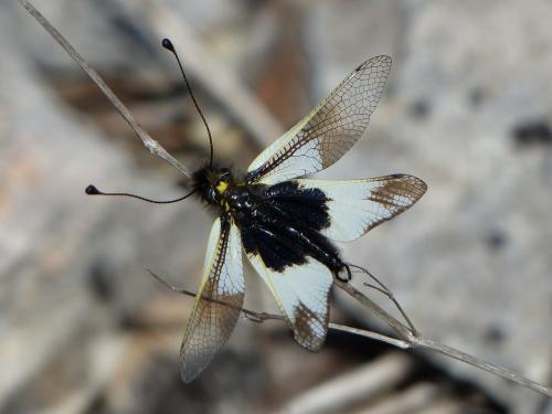 Réf. 139 912 : Libelloides lacteus