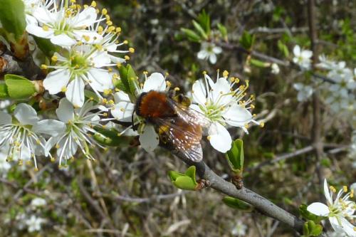 Réf. 139 339 : Andrena fulva