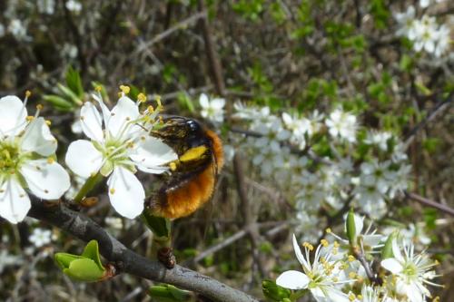 Réf. 139 340 : Andrena fulva