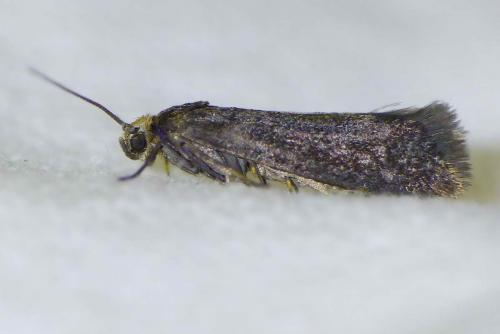 Lampronia fuscatella