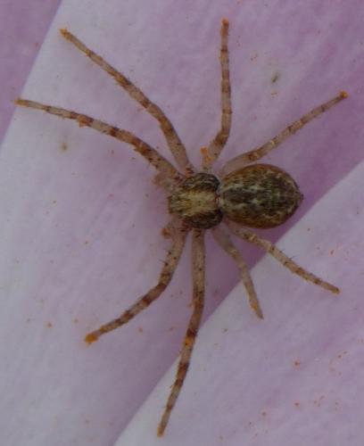 Philodromus sp.