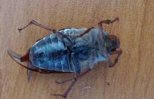 Melolontha melolontha