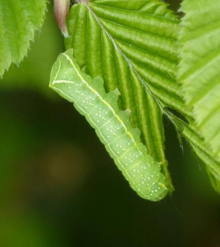 Amphipyra pyramidea